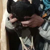 مرغ‌گمشده‌سیاه‌لاری