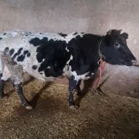 گاو آبستن ۷ ماه به بالا