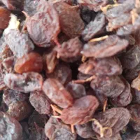 کشمش آفتابی نقدی و چکی شهرستان سامان