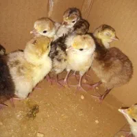 جوجه بوقلمون ۱ روزه