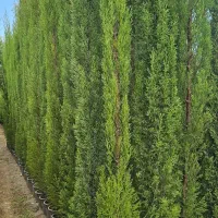 سرو شیرازی سرو ناز درجه ۱|خدمات باغبانی و درختکاری|نوشهر, |دیوار