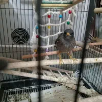 مینا 1ساله|پرنده|مشهد, کارمندان دوم|دیوار