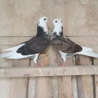دو عدد جوجه خیلی خوب فروشی