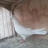 کفتر سفید|پرنده|قم, ولیعصر|دیوار