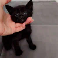 گربه بانمک