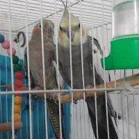 عروس قشنگه|پرنده|تربت جام, میان جام|دیوار