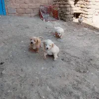 سگ شیتوز وگرگی