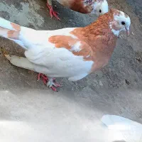 کفتر سده طوقی و تخم کفتر