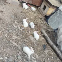 خرگوش کوچولو