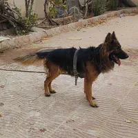 سگ ژرمن شولاین