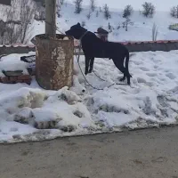 وگذار سگ سرابی|سگ|سقز, |دیوار