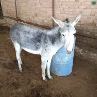 الاغ نر برای گله