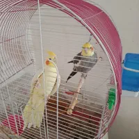 جفت عروس هلندی