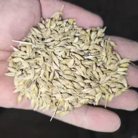 جو فروشی جلگه حدود ۲ تن|خوردنی و آشامیدنی|خانمیرزا, |دیوار