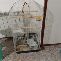 قفس بزرگ
