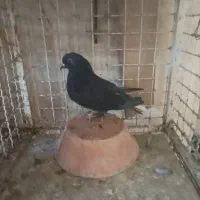 فروش دوعددنر