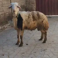 قوچ