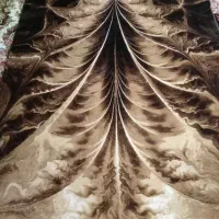 فرش طرح برگ ۶ متری|فرش|تهران, شهرک طالقانی|دیوار