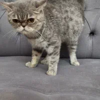 فروش پرشین اگزوتیک به شرط عقیم سازی|گربه|رشت, گلسار|دیوار