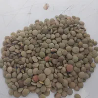 عدس مغان جعفراباد مغان بوجاری شده