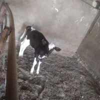 س تا جوانه دوتا ۵ وچهار ماهه یکی ۳ ماه کمتر