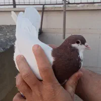 شصتی و چپ|پرنده|محمدیه-قزوین, |دیوار