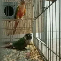3جفت طوطی با قفس لونه