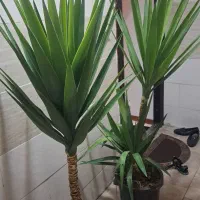 یوکا جفت حراج فقط امروز ب علت اسباب کشی