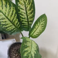 گل  طبیعی داخلی