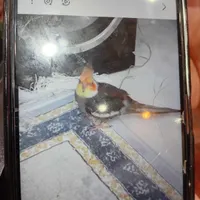 گم شدن عروس هلندی