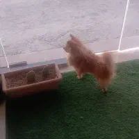 پا کوتاه پامر روباهی