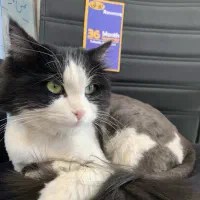 گربه پیداشده