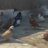 حدود۳۰تا