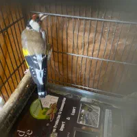 سره نر (سهره)