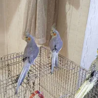 عروس هلندی آرام|پرنده|بافق, |دیوار