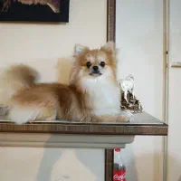 سگ پامرین|سگ|گرگان, |دیوار