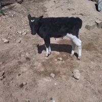 گاو و گوساله نر شیری