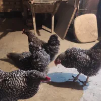 مرغ امروک تخم گذار|حیوانات مزرعه|شیراز, کوشک میدان|دیوار