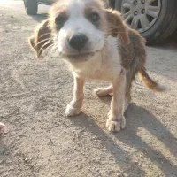 واگذاری رایگان سگ بومی نر