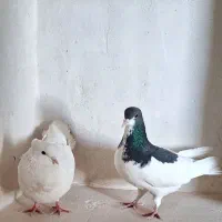 نریال ماده دم چتری