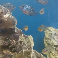 جوجه فلاور کامفا پرخط و خال