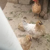 تخم مرغ نطفه 100%