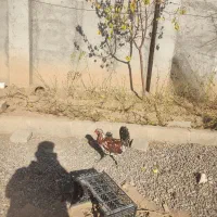 خروس گلین|حیوانات مزرعه|ماکو, |دیوار