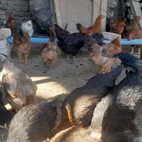 مرغ و خروس و تاخچه|حیوانات مزرعه|نیشابور, ده حلاج|دیوار