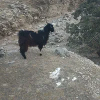 قیمت27میلیون|حیوانات مزرعه|لنده, |دیوار