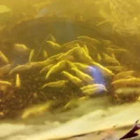 شریمپ یلو گلدن لاین