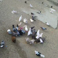 کبوتر رمکان