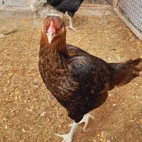 مرغ لاری فروشی