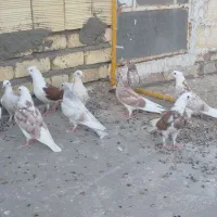 جوجه پرشی