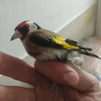 سهره نر تازه گیر